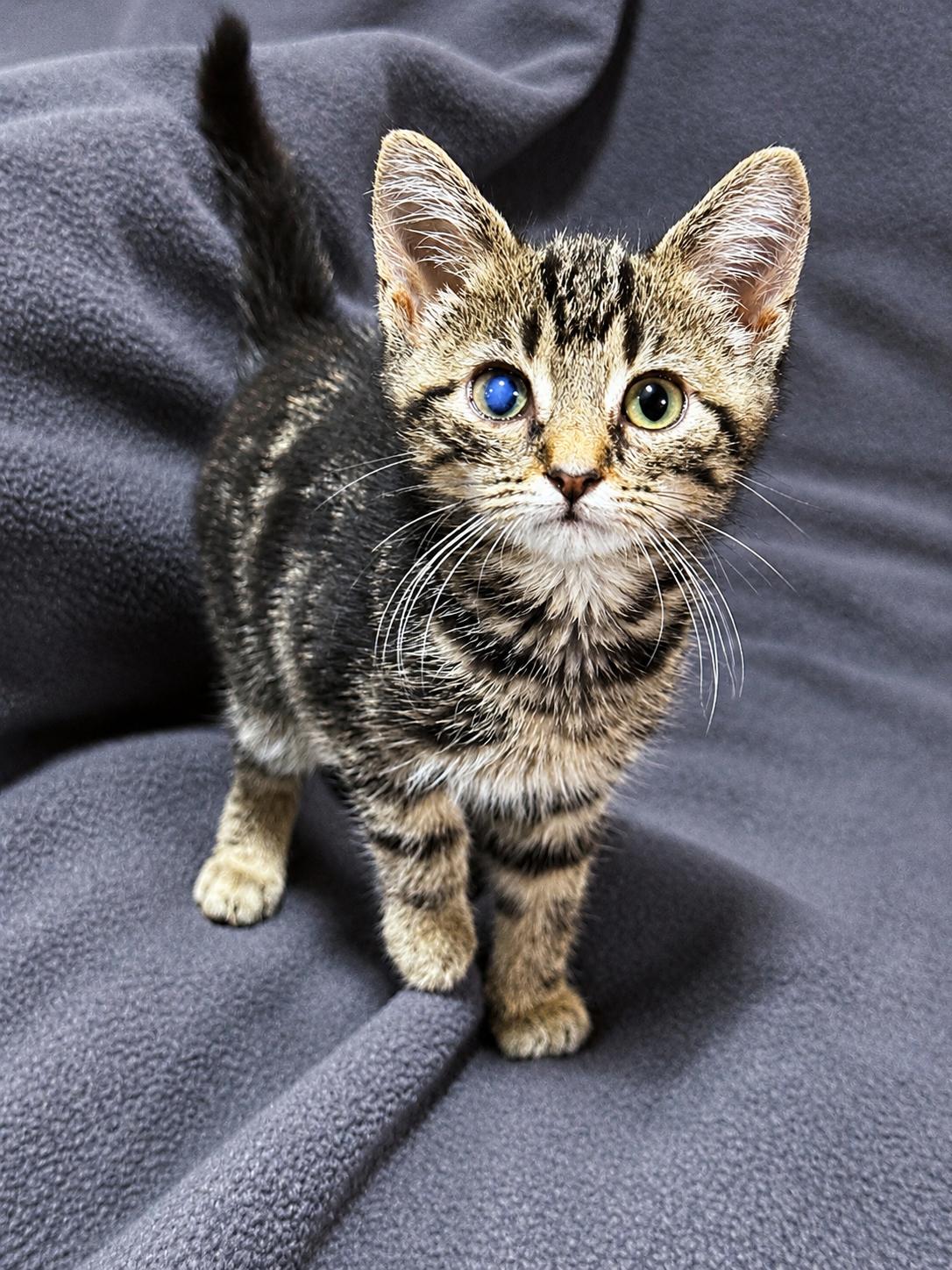 Enlarge CJ, a Adoptable Domestic Short Hair in Smicksburg, pa 16256, PA image 4/6