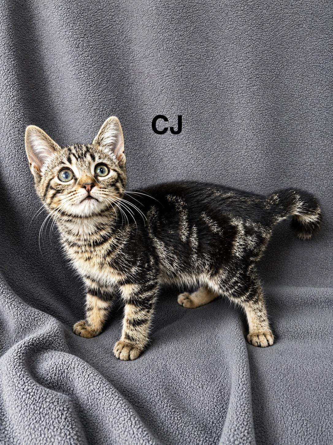Enlarge CJ, a Adoptable Domestic Short Hair in Smicksburg, pa 16256, PA image 6/6
