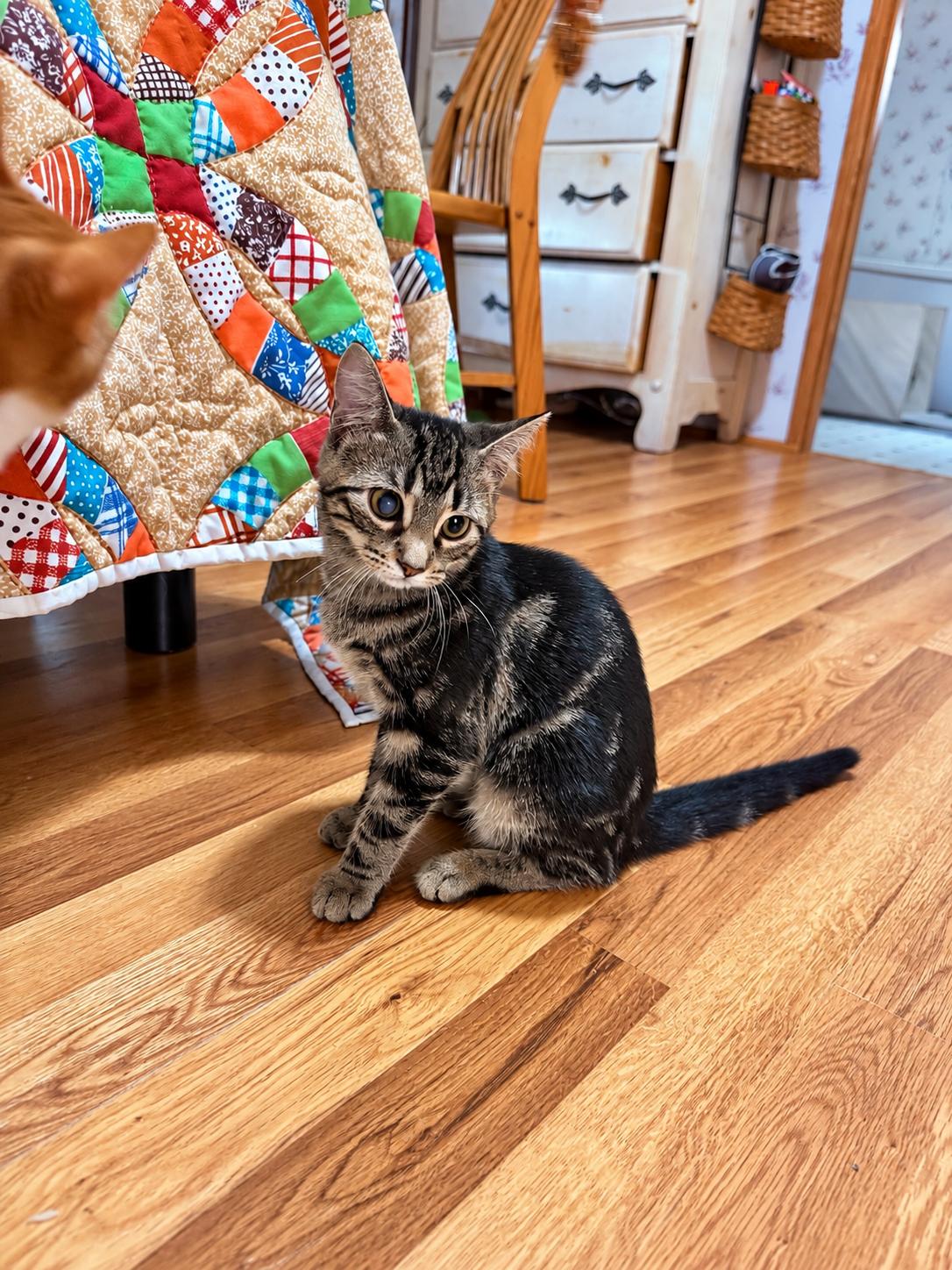 Enlarge CJ, a Adoptable Domestic Short Hair in Smicksburg, pa 16256, PA image 2/6