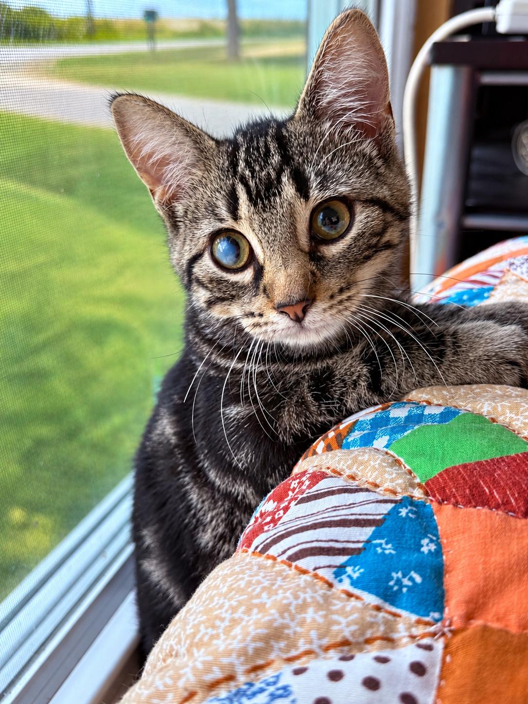Enlarge CJ, a Adoptable Domestic Short Hair in Smicksburg, pa 16256, PA image 1/6