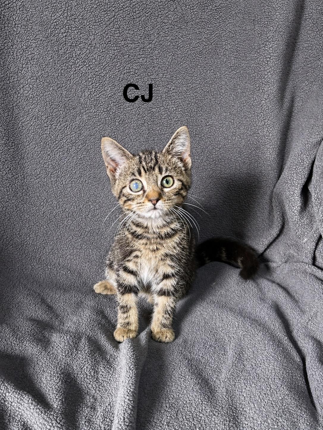 Enlarge CJ, a Adoptable Domestic Short Hair in Smicksburg, pa 16256, PA image 5/6