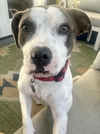 Ruby (Adoption Ambassador), a Adoptable Mixed Breed in Savannah, GA image 1/2