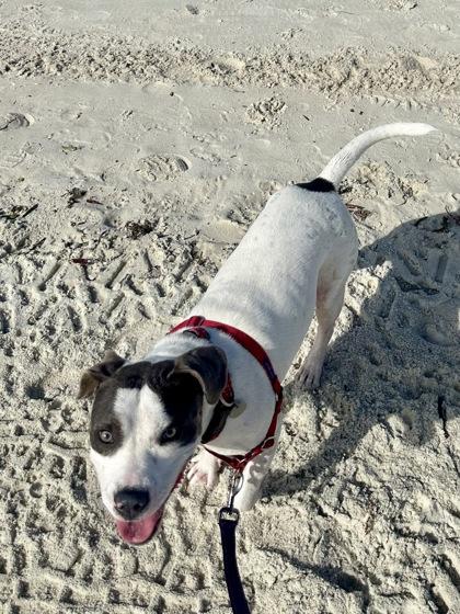 Ruby (Adoption Ambassador), a Adoptable Mixed Breed in Savannah, GA image 2/2