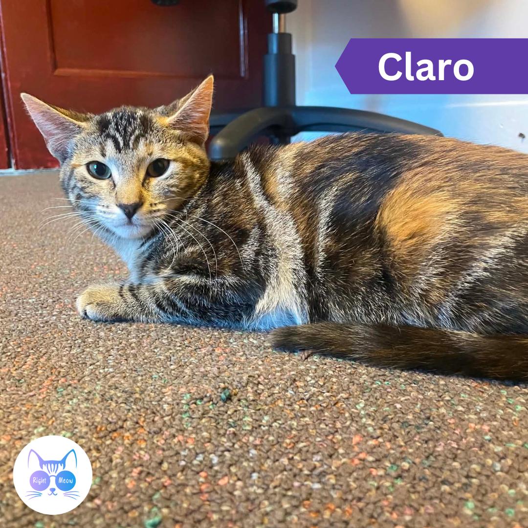 Claro, Adoptable, Young Female Domestic Short Hair.