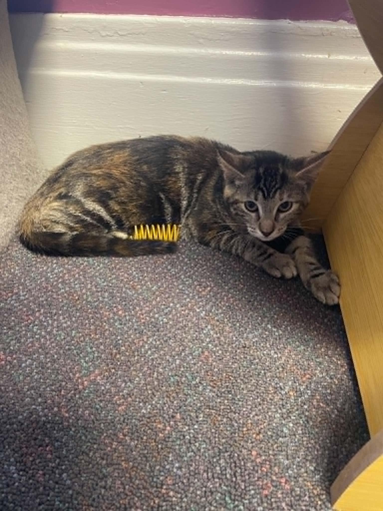 Enlarge Claro, a Adoptable Domestic Short Hair in Penfield, NY image 4/6