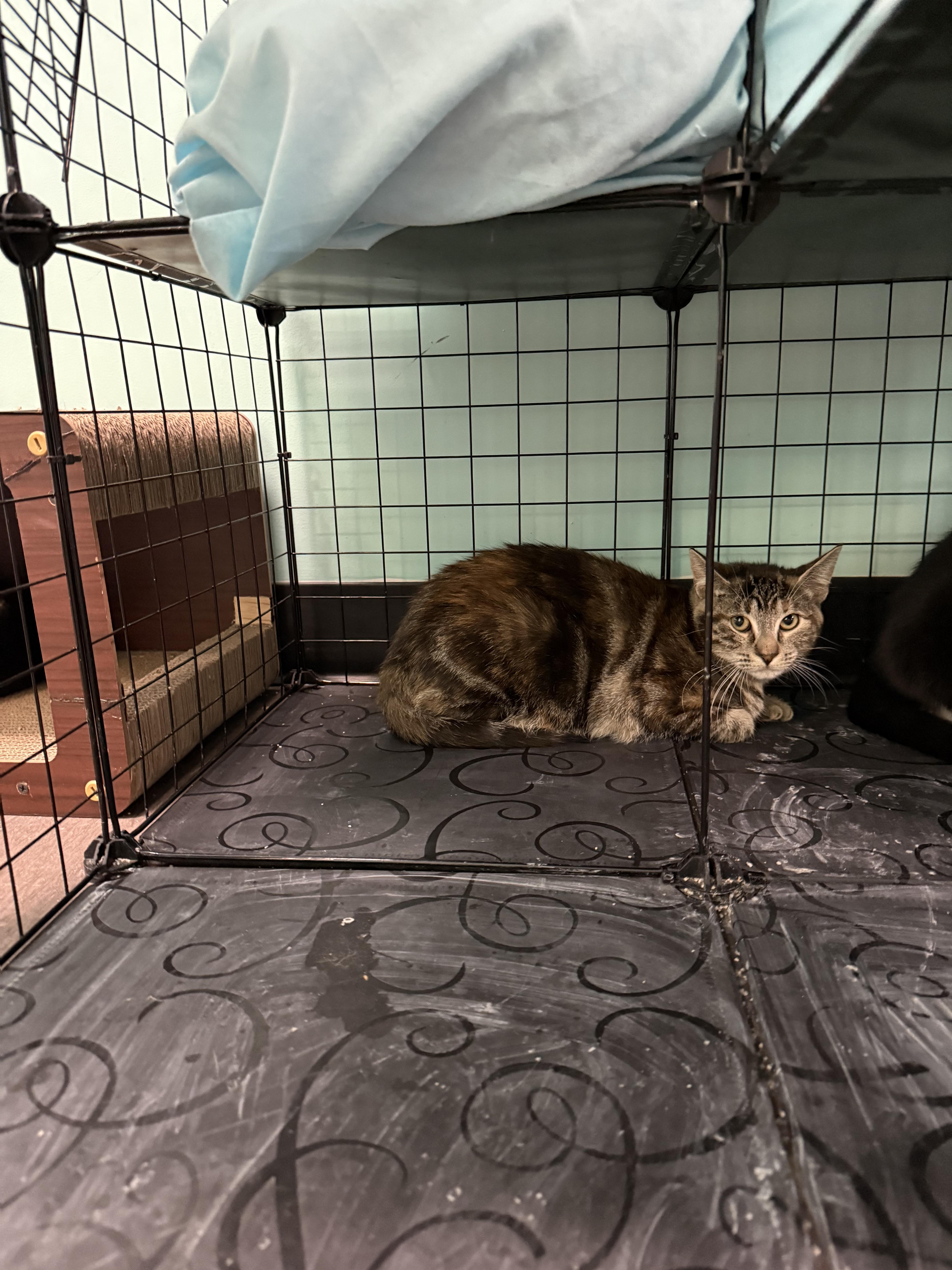 Enlarge Claro, a Adoptable Domestic Short Hair in Penfield, NY image 5/6