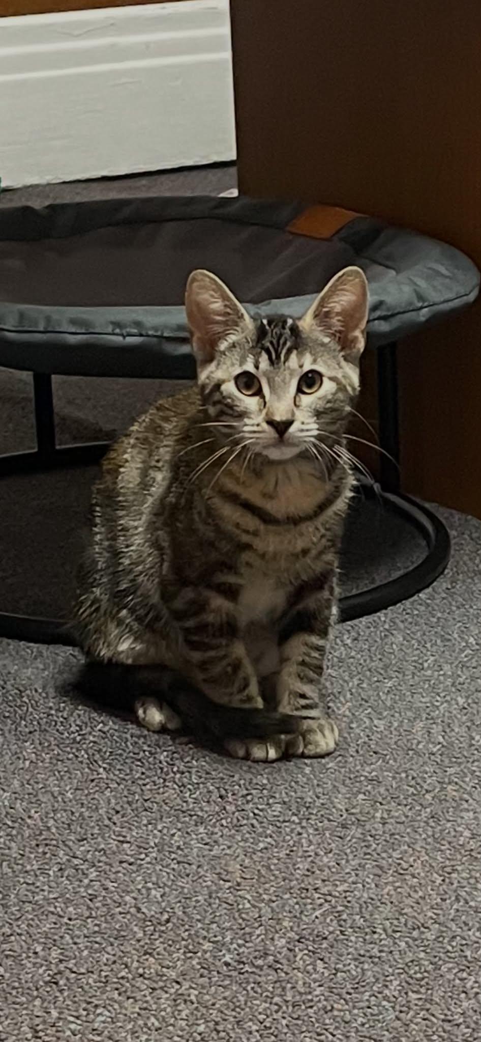 Enlarge Claro, a Adoptable Domestic Short Hair in Penfield, NY image 6/6
