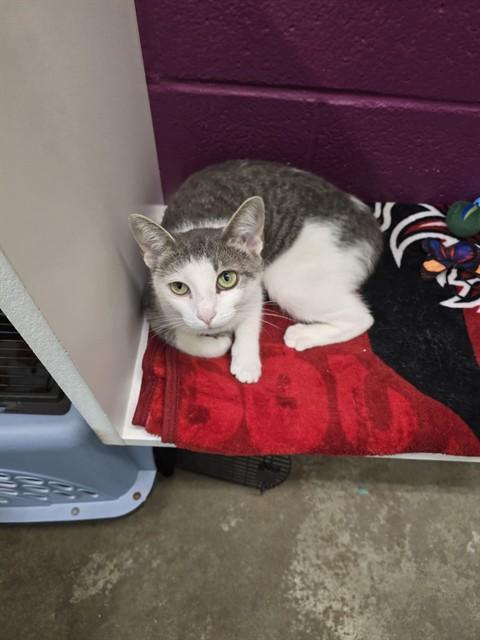 Enlarge WINNIE, a Adoptable Domestic Short Hair in Easton, MD image 1/1