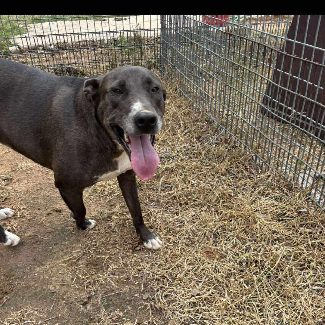 Harper, an adopted Mixed Breed in Sentinel, OK image 2/5