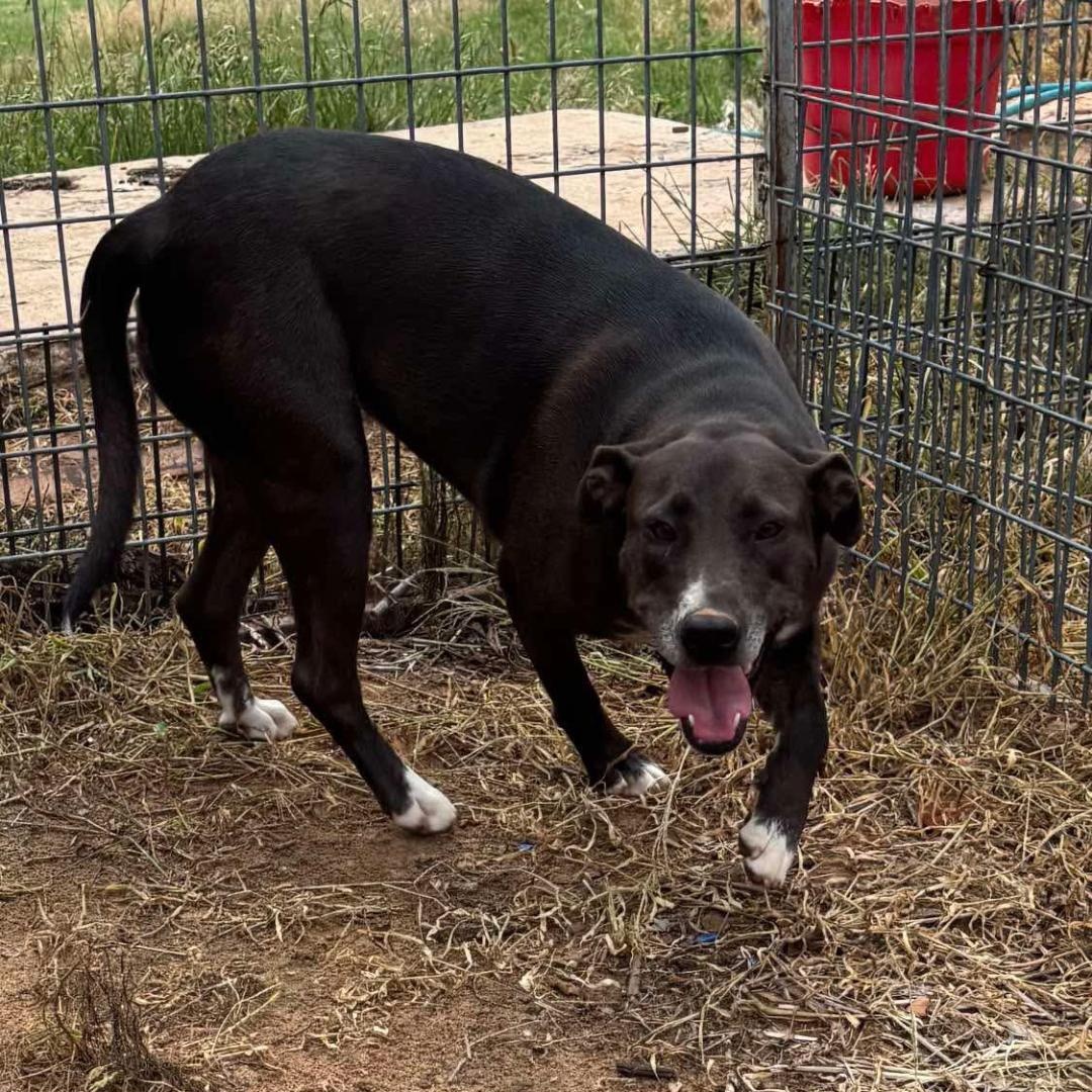 Harper, an adopted Mixed Breed in Sentinel, OK image 3/5