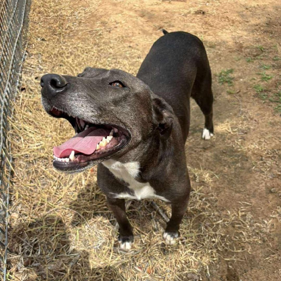 Harper, an adopted Mixed Breed in Sentinel, OK image 1/5
