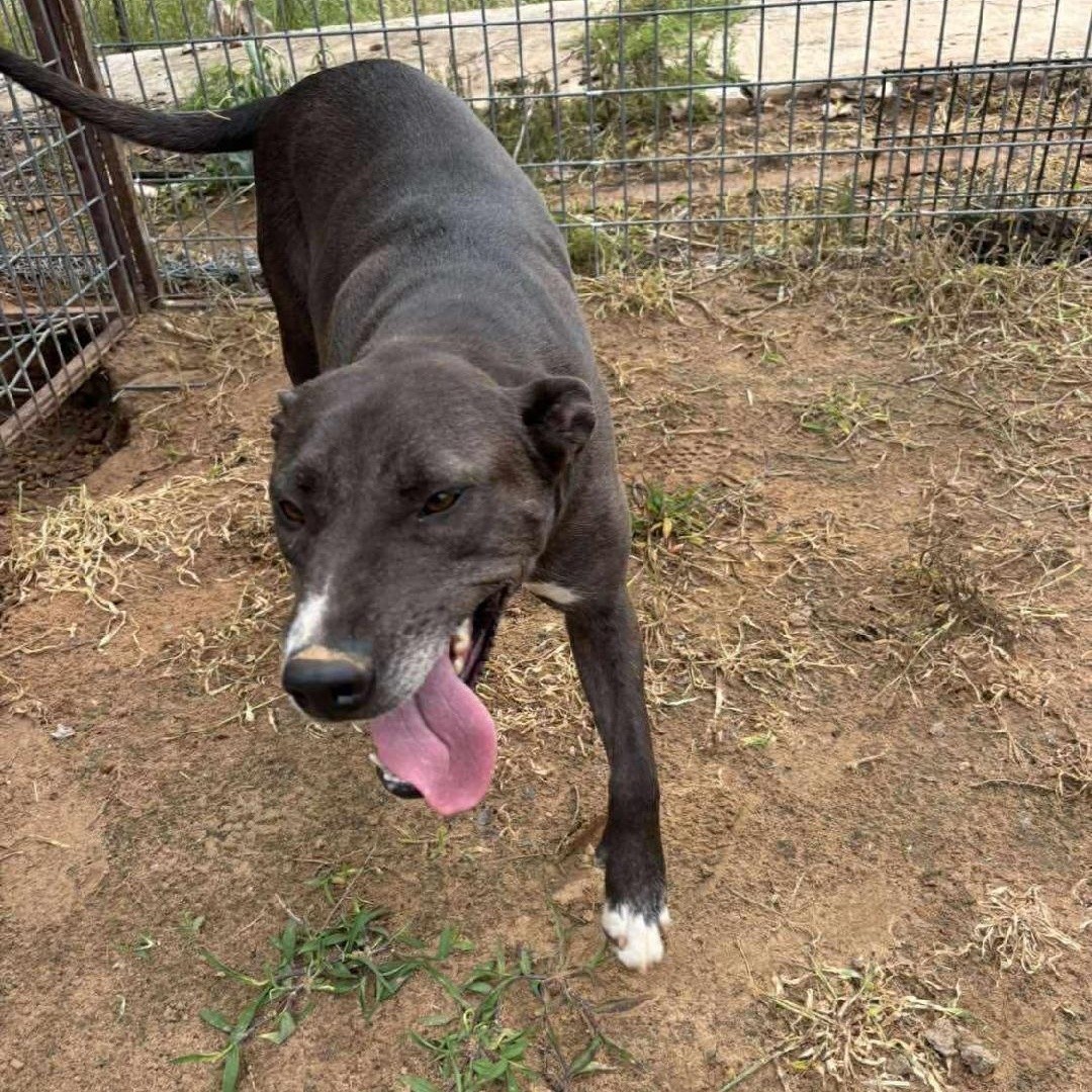 Harper, an adopted Mixed Breed in Sentinel, OK image 4/5