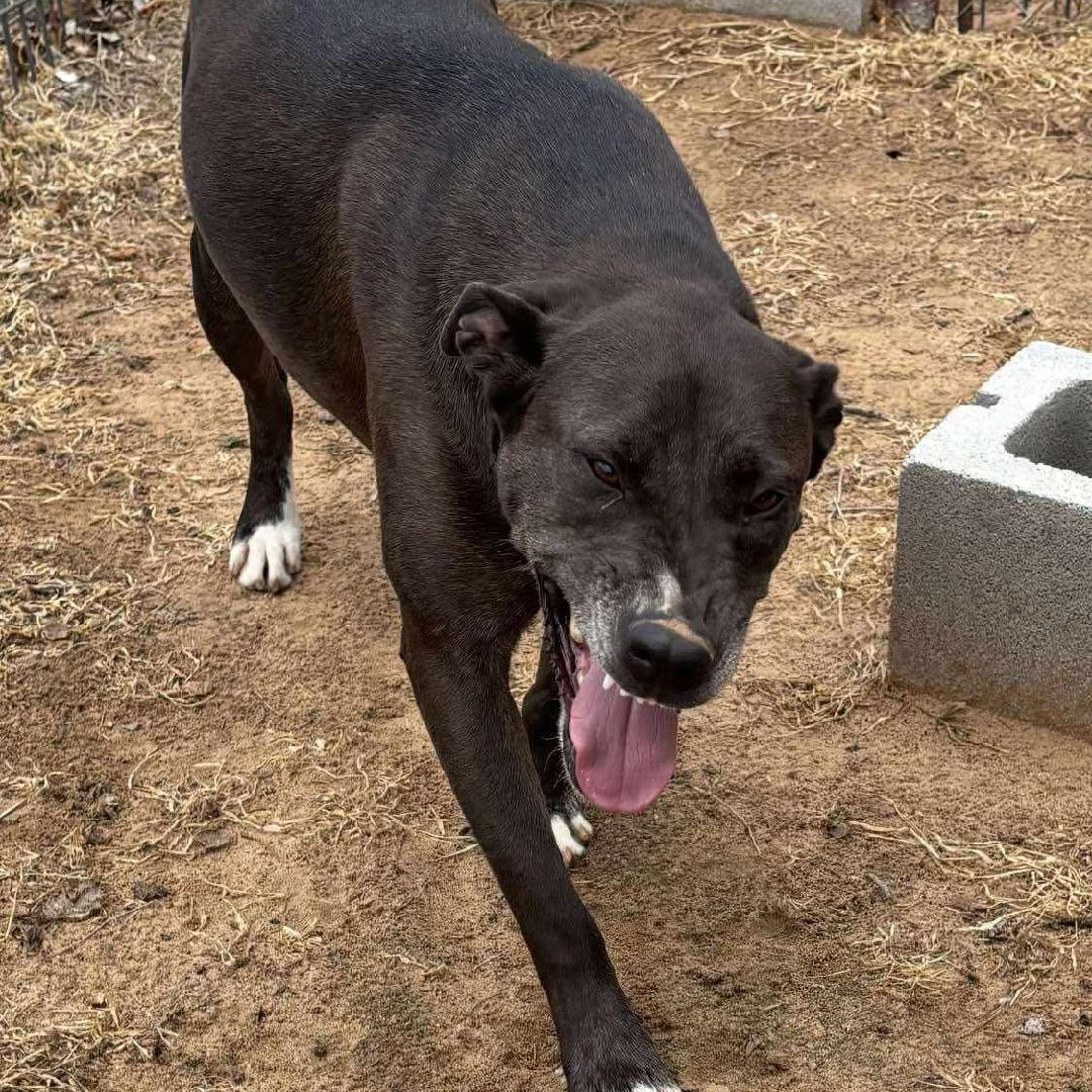 Harper, an adopted Mixed Breed in Sentinel, OK image 5/5