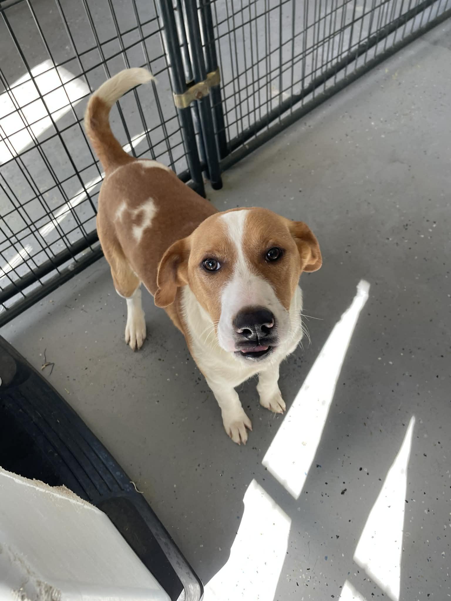 Michael, ADOPTABLE, Young Male Hound.