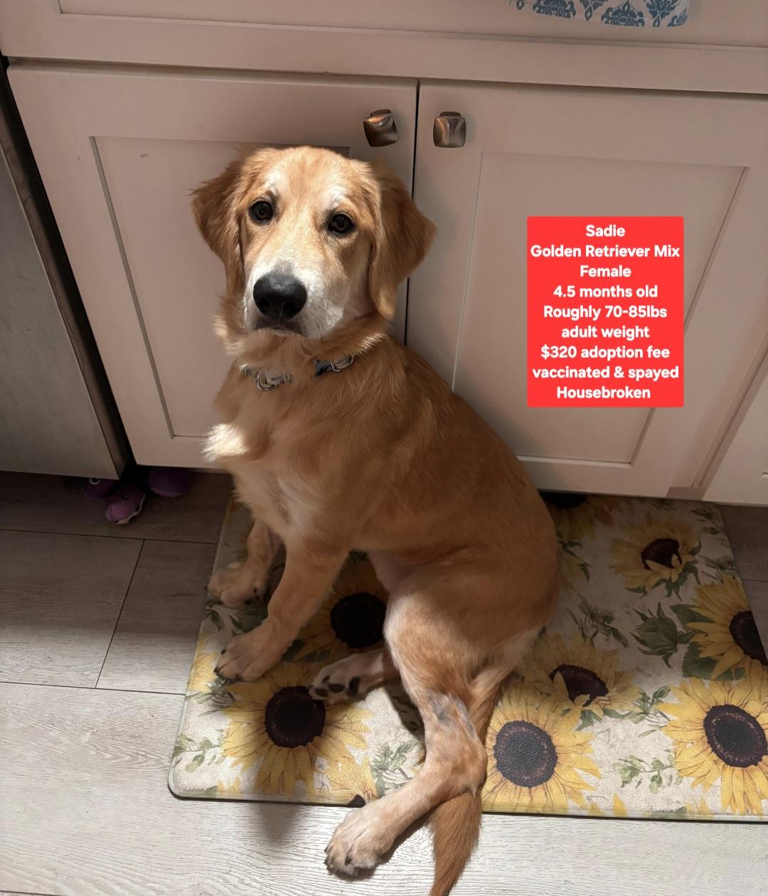 Enlarge Sadie, an adopted mixed breed in Oviedo, FL image 1/1