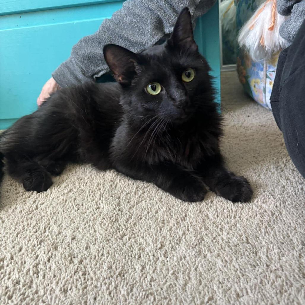 Mari 2250, Adoptable, Kitten Female Domestic Medium Hair.