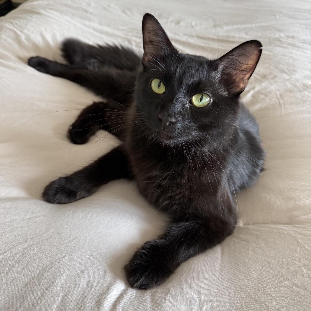 Enlarge Mari 2250, a Adoptable Domestic Medium Hair in Kansas City, MO image 2/4
