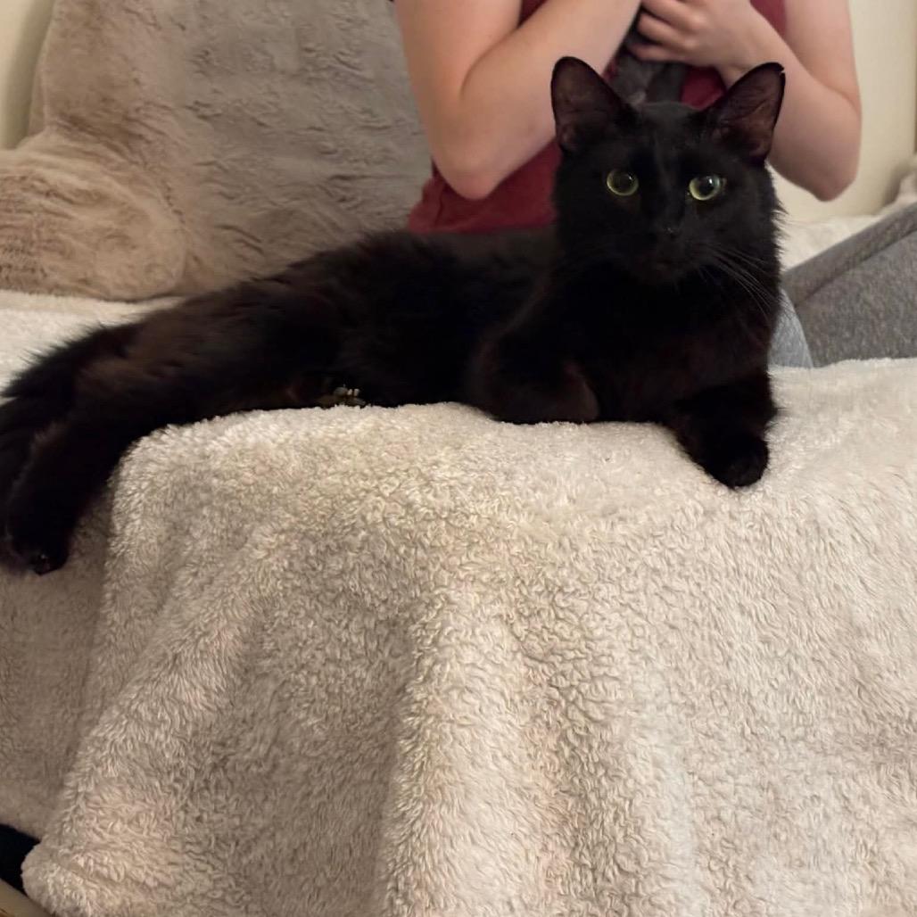 Enlarge Mari 2250, a Adoptable Domestic Medium Hair in Kansas City, MO image 3/4