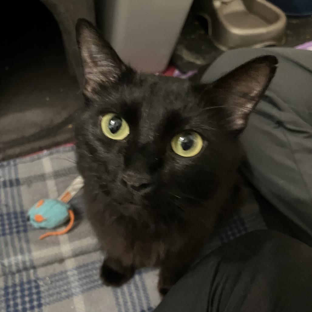 Enlarge Mari 2250, a Adoptable Domestic Medium Hair in Kansas City, MO image 4/4