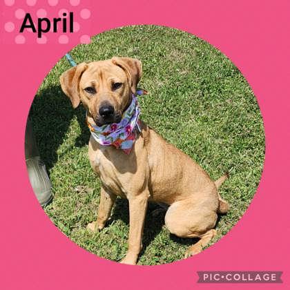 April, Young Female Mixed Breed