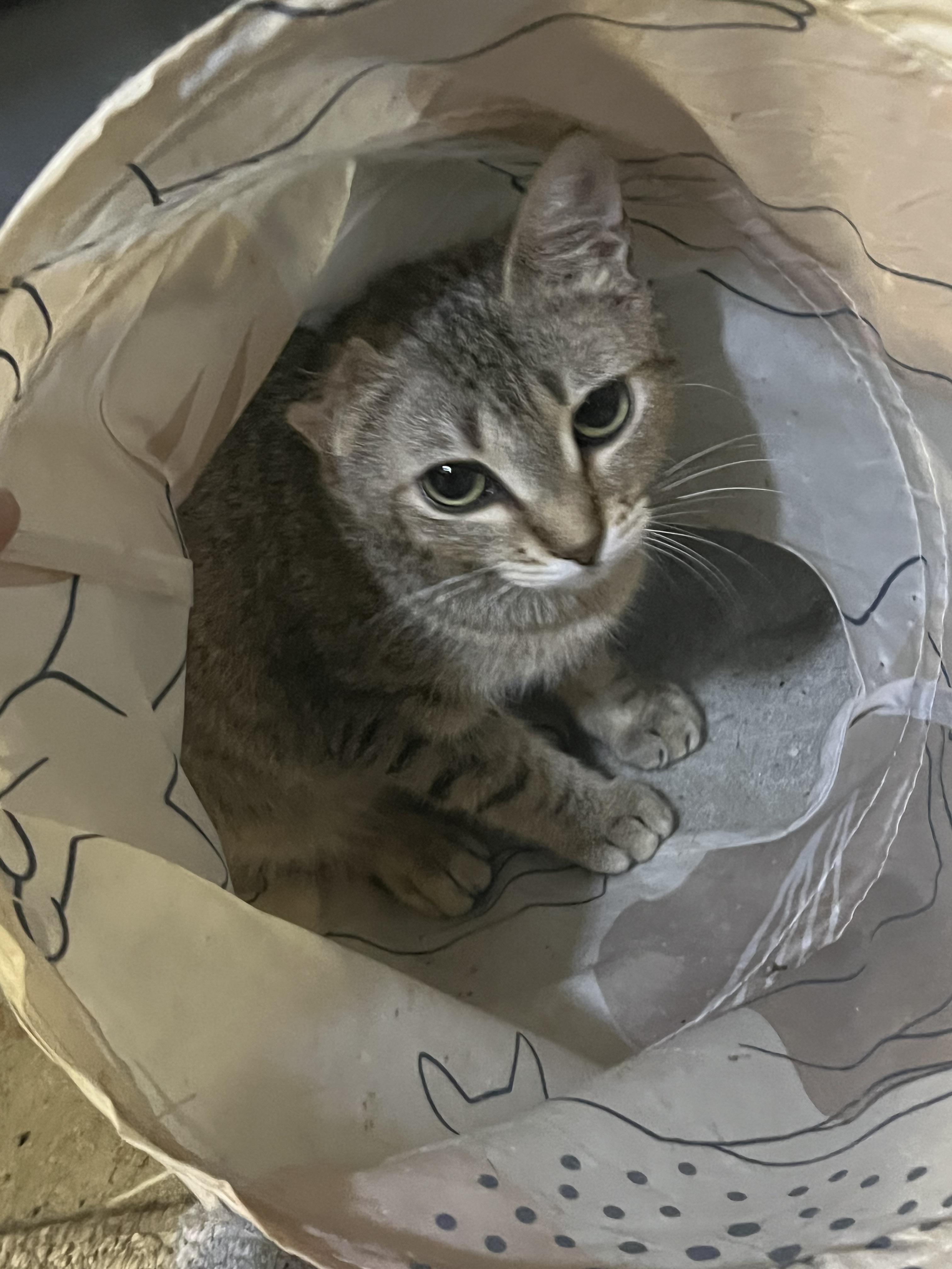 Doyle, ADOPTABLE, Young Female Tabby.