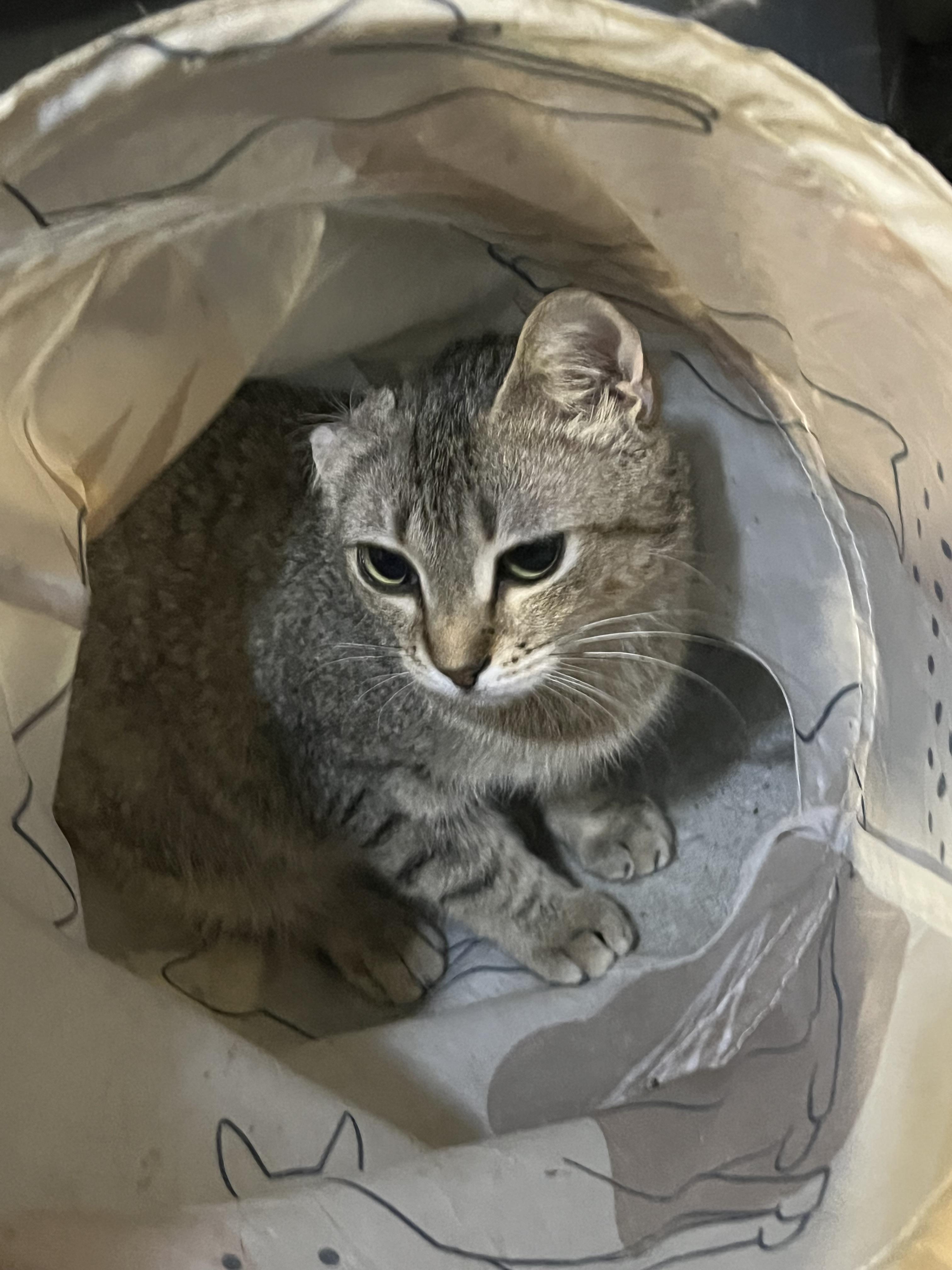 Enlarge Doyle, a Adoptable Tabby in Ormond beach, FL image 2/2