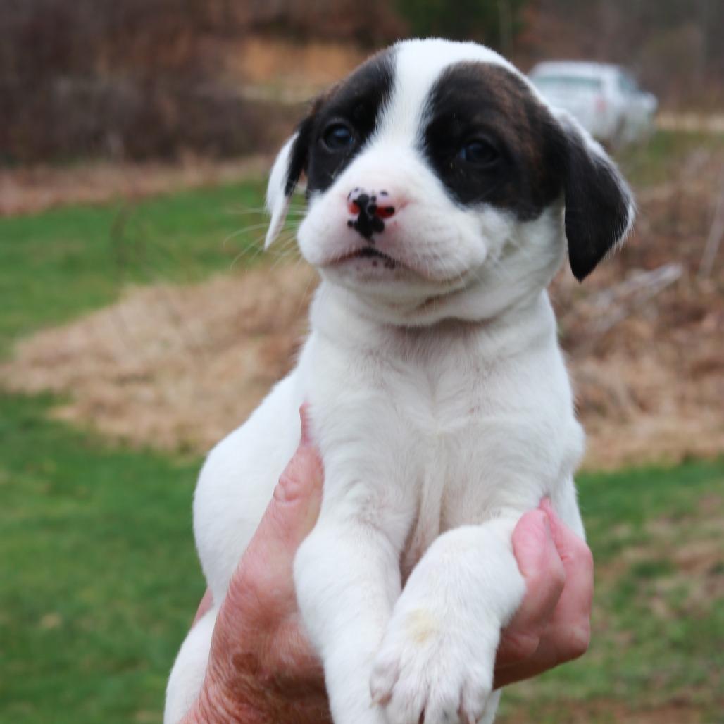 Enlarge CT Cadillac, a Adoptable mixed breed in Eastford, CT image 1/4