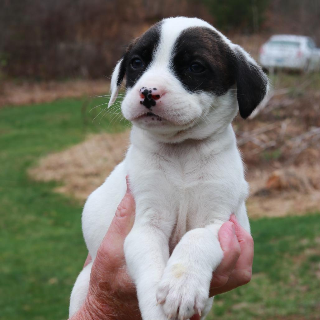 Enlarge CT Cadillac, a Adoptable mixed breed in Eastford, CT image 2/4