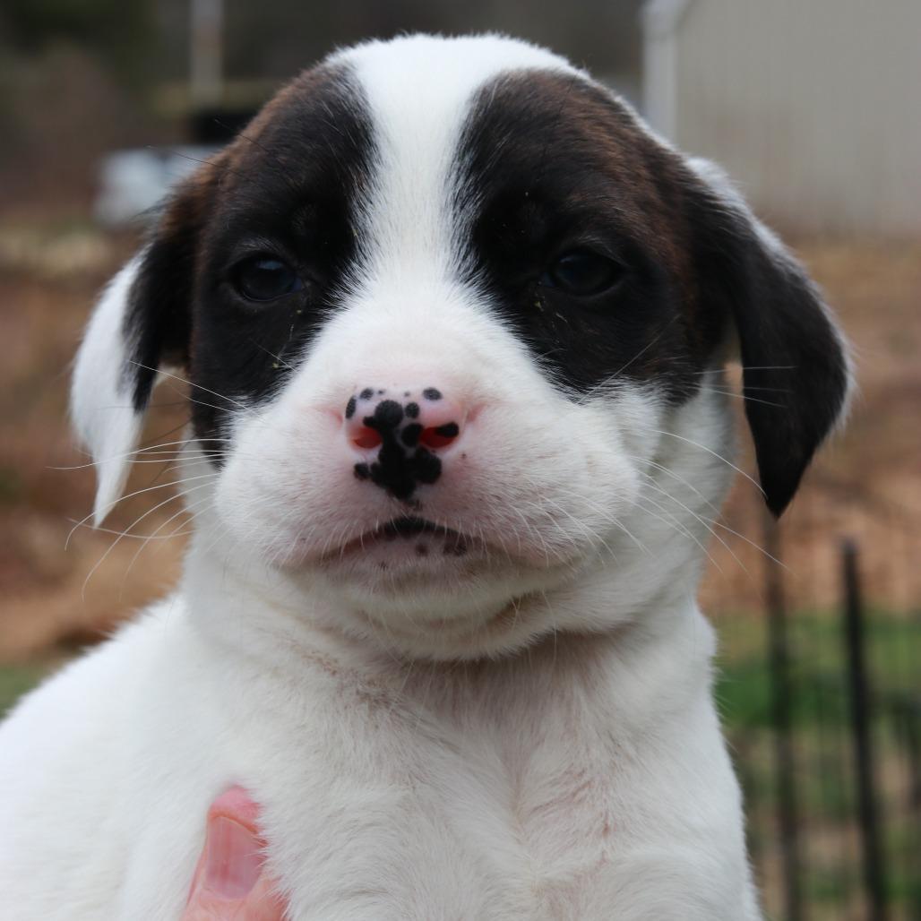 Enlarge CT Cadillac, a Adoptable mixed breed in Eastford, CT image 3/4