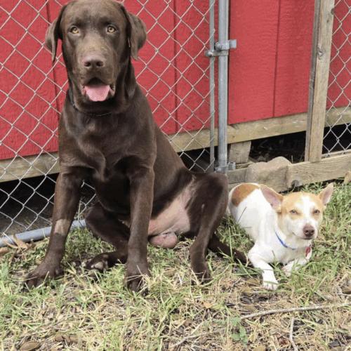 Enlarge Skippy, a Adoptable mixed breed in Austin, TX image 1/5