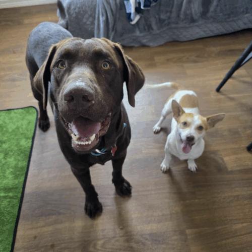 Enlarge Skippy, a Adoptable mixed breed in Austin, TX image 2/5