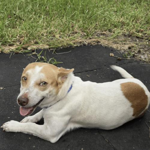 Enlarge Skippy, a Adoptable mixed breed in Austin, TX image 3/5