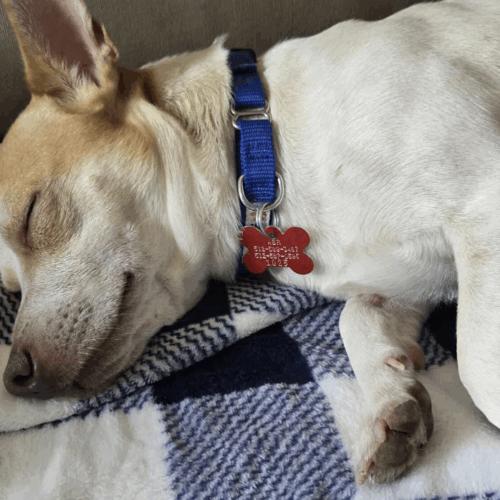 Enlarge Skippy, a Adoptable mixed breed in Austin, TX image 4/5