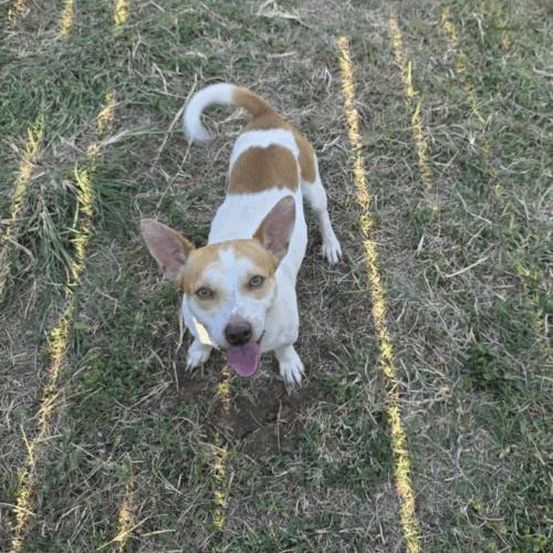Enlarge Skippy, a Adoptable mixed breed in Austin, TX image 5/5
