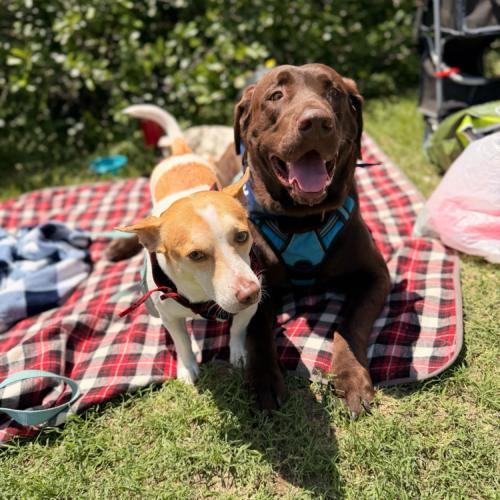 Enlarge Skippy, a Adoptable mixed breed in Austin, TX image 5/5