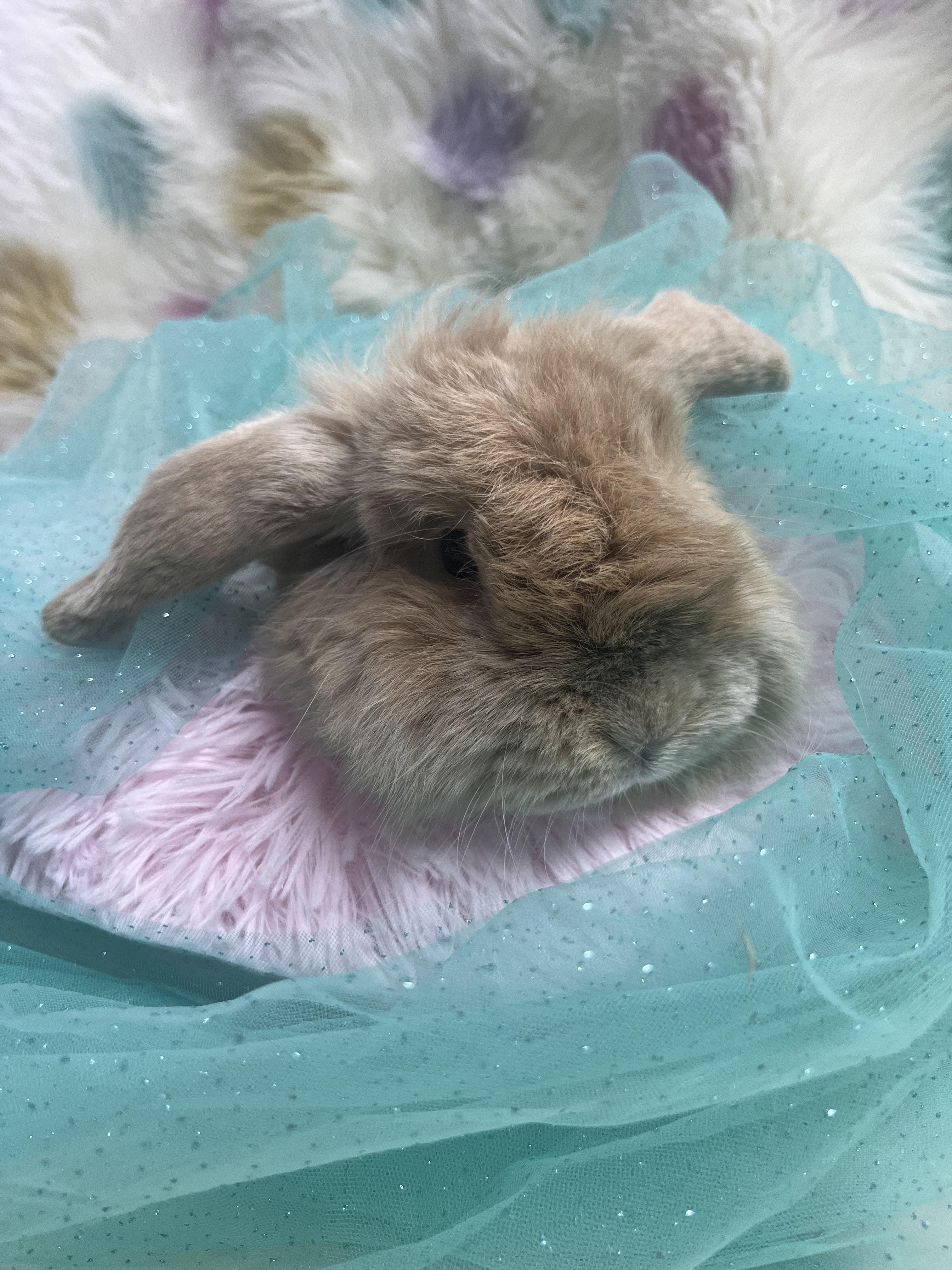 Enlarge Nigel , a ADOPTABLE American Fuzzy Lop in Jefferson, LA image 1/1