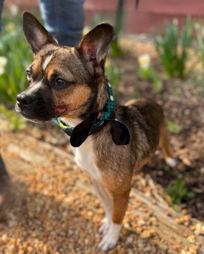 Enlarge Miss Molly, a Adoptable Chihuahua in Midland, VA image 1/1