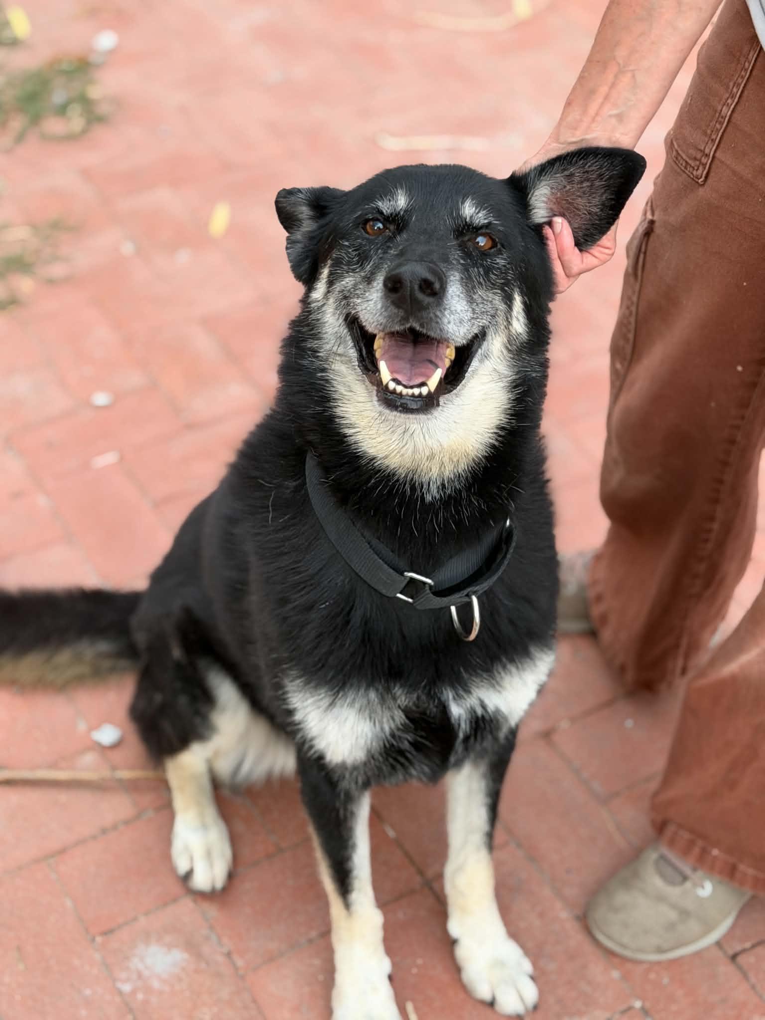 Lyra, a Adoptable mixed breed in University Place, WA image 6/6