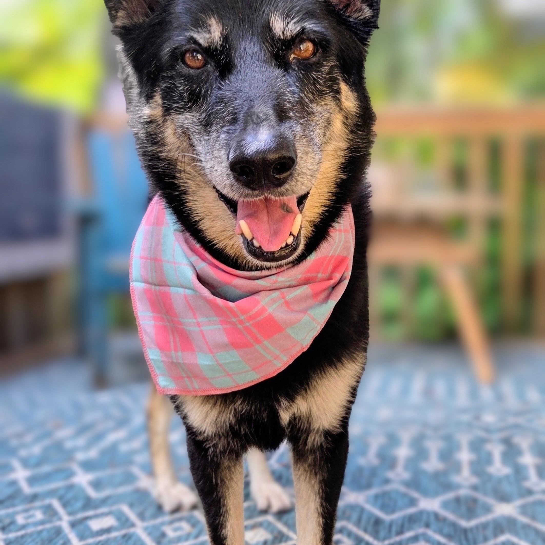 Lyra, a Adoptable mixed breed in University Place, WA image 1/6