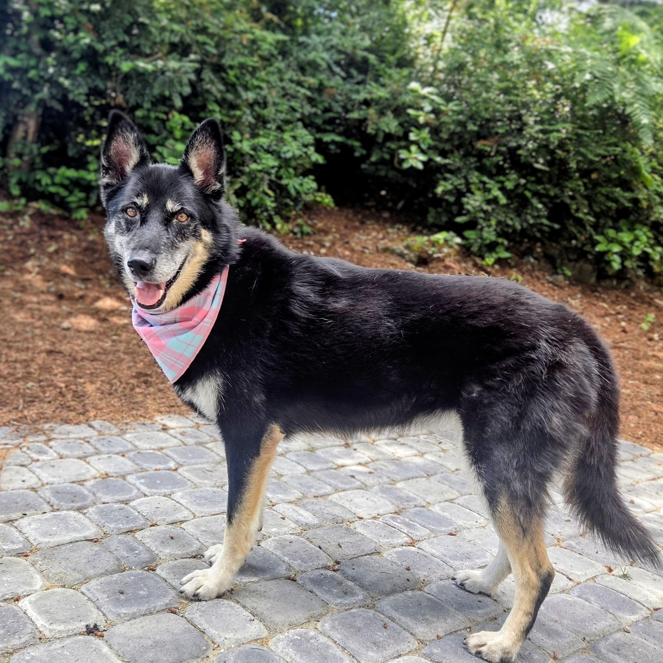 Lyra, a Adoptable mixed breed in University Place, WA image 2/6