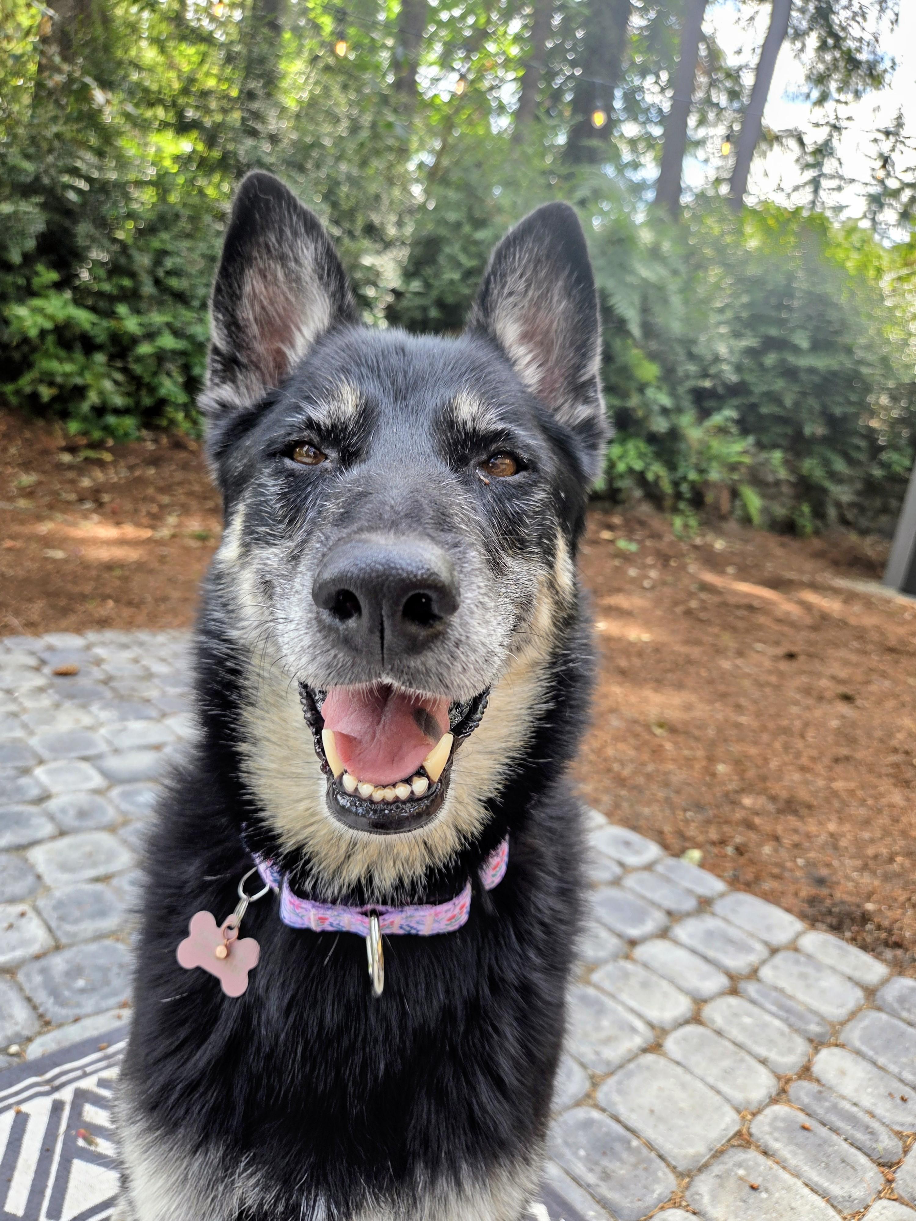 Lyra, a Adoptable mixed breed in University Place, WA image 3/6