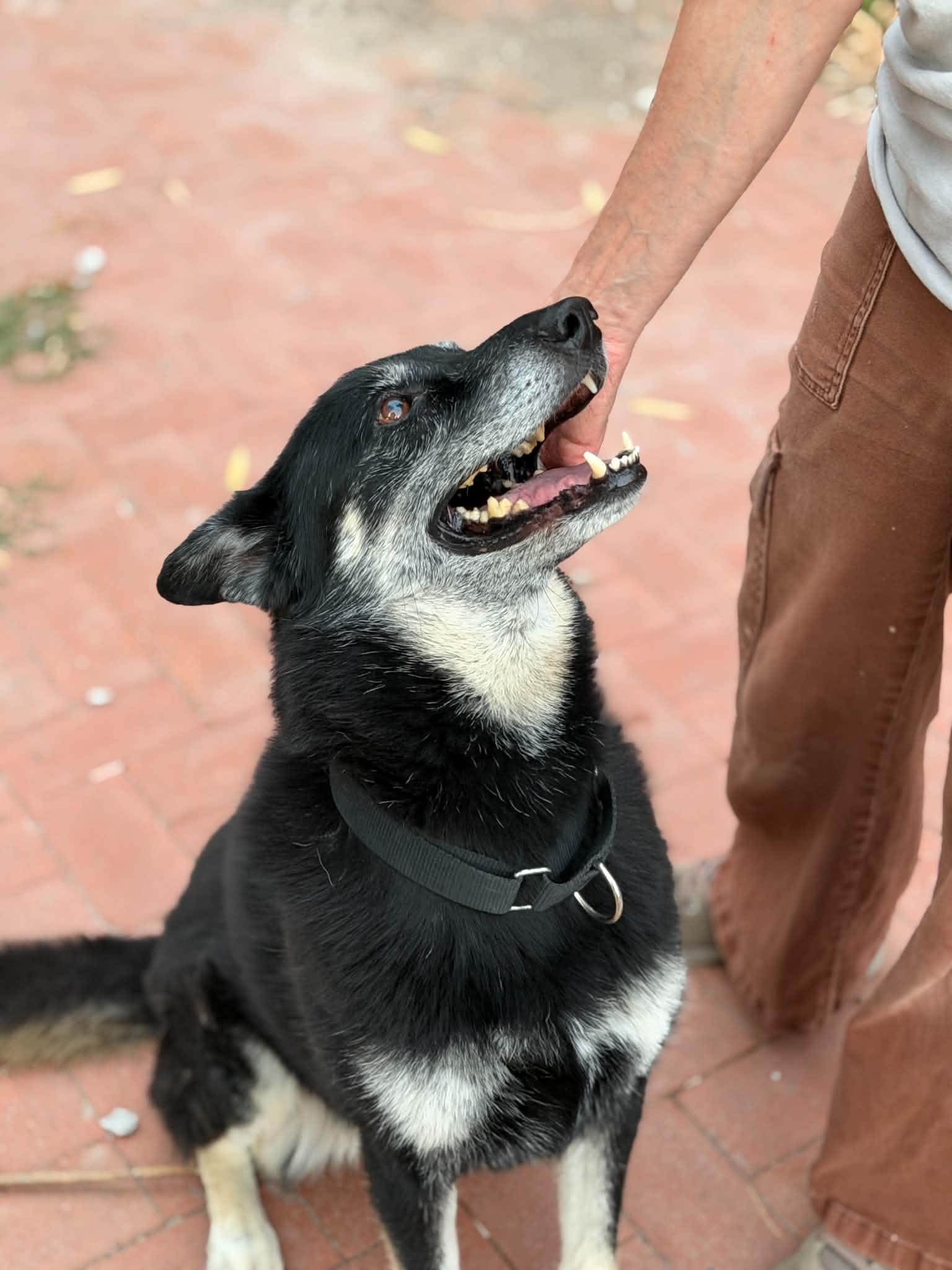 Lyra, a Adoptable mixed breed in University Place, WA image 5/6