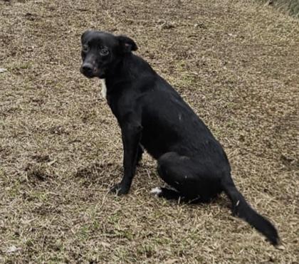 Batman, a Adoptable mixed breed in Moultrie, GA image 1/2