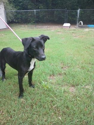 Enlarge Batman, a Adoptable mixed breed in Moultrie, GA image 1/1
