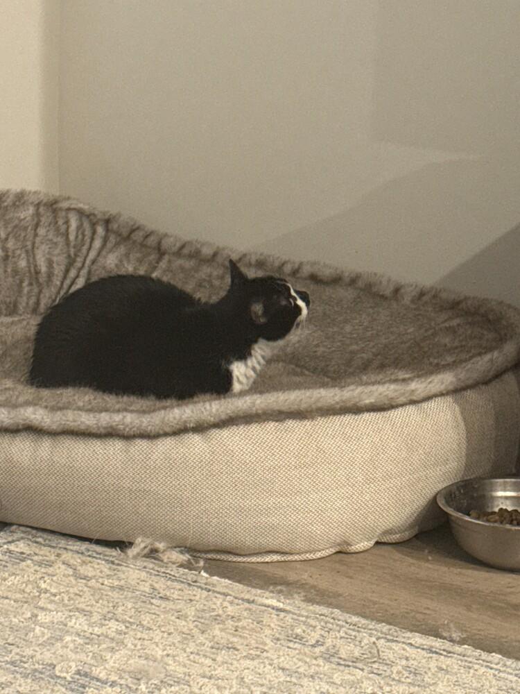 Pickles, Adoptable, Adult Female Domestic Short Hair.