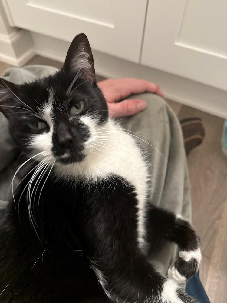 Enlarge Pickles, a Adoptable Domestic Short Hair in Chattanooga, TN image 2/5