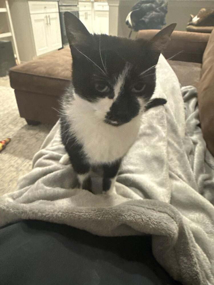 Enlarge Pickles, a Adoptable Domestic Short Hair in Chattanooga, TN image 4/5