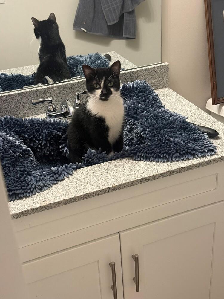 Enlarge Pickles, a Adoptable Domestic Short Hair in Chattanooga, TN image 5/5