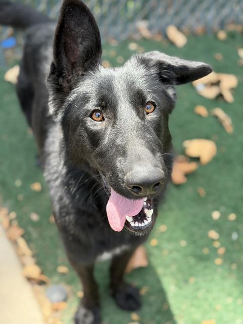 LIA, Adoptable, Young Female German Shepherd Dog.