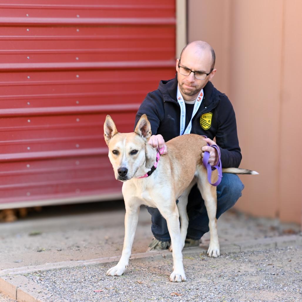 Jessie, Adoptable, Adult Female Shepherd & Husky.